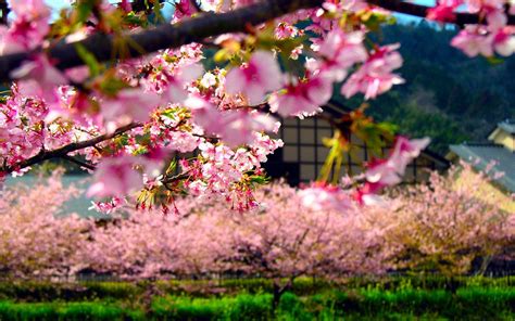 Spring in Japan Wallpapers - Top Free Spring in Japan Backgrounds ...