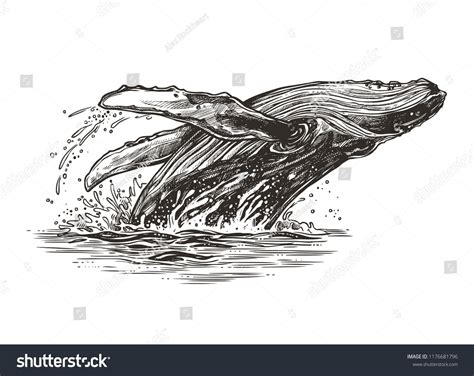 Jumping in the ocean humpback whale. Beautiful vector sketch ...