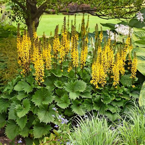 Perennial Shade Garden Plans Zone 3 | Fasci Garden