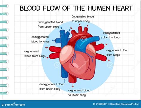 Diagram of Blood Flow of the Human Heart Stock Vector - Illustration of ...