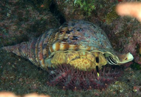 Real Monstrosities: Triton vs. Crown of Thorns Starfish