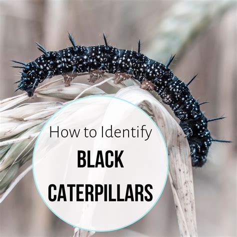 Black Caterpillar Identification Guide: 17 Common Species (With Photos ...