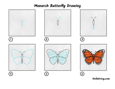 Monarch Butterfly Drawing - Park Gropen49