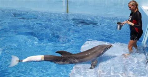 The Story Of Winter The Dolphin And Her Prosthetic Tail