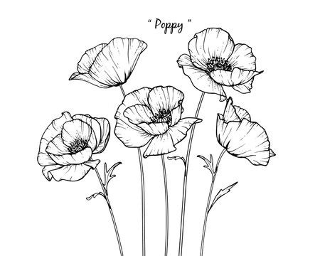 Poppy Flower Outline Drawing - Home Alqu