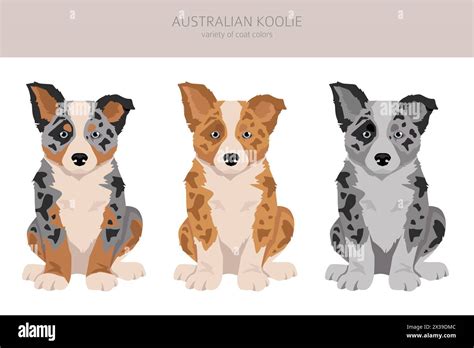 Australian koolie puppy clipart. Different poses, coat colors set ...