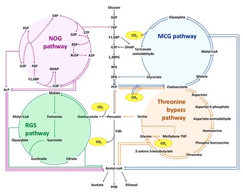 Metabolites | Free Full-Text | Metabolic Engineering Design Strategies ...