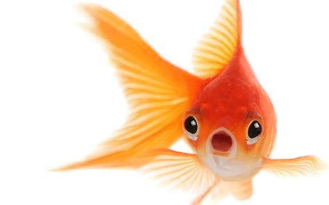 Goldfish PNG Images Transparent Free Download