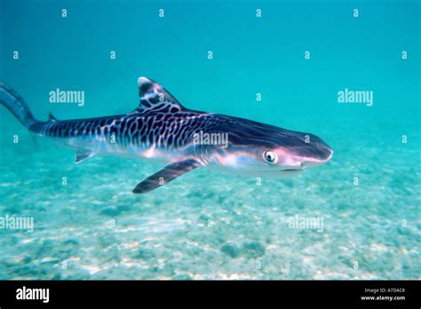 Tiger shark pup Galeocerdo cuvier Oahu Hawaii N Pacific Stock Photo - Alamy