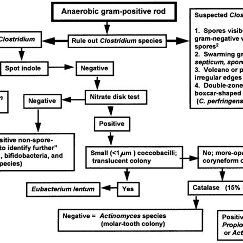 Gram Positive Rods Identification Chart