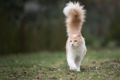 7 Cat Breeds With Fluffy Tails - That Cuddly Cat