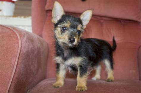 Norwich Terrier Chihuahua Mix - Pets Lovers