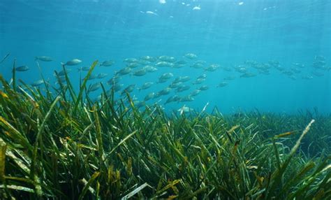 Underwater Seagrass NCs Best Kept Secret for Protecting Shorelines ...