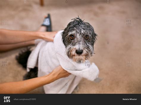 Person drying a wet dog with a towel stock photo - OFFSET