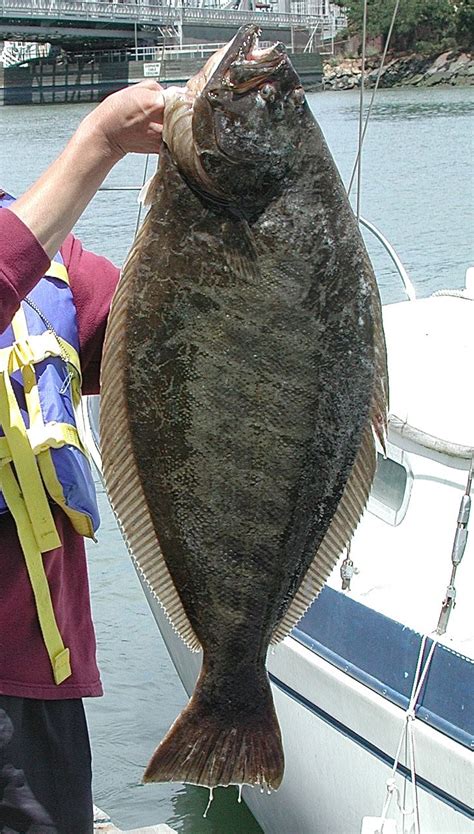 Flatfish Facts and Pacific and California Halibut Information | Alaska ...