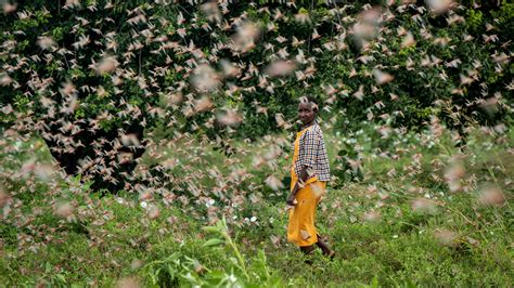 Locusts swarm Kenya, across East Africa; climate change may be cause