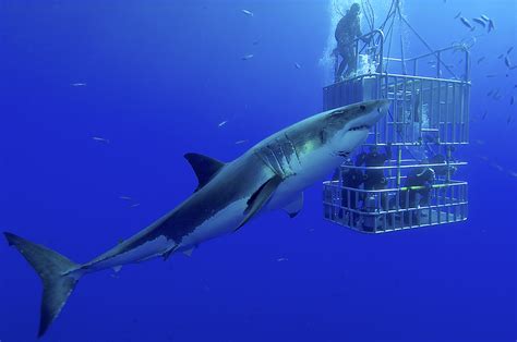 The Basics of Cage Diving with Great White Sharks | GCDA