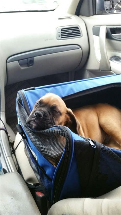 14 Of The Weirdest But Truly Wonderful Boxer Sleeping Positions | Page ...