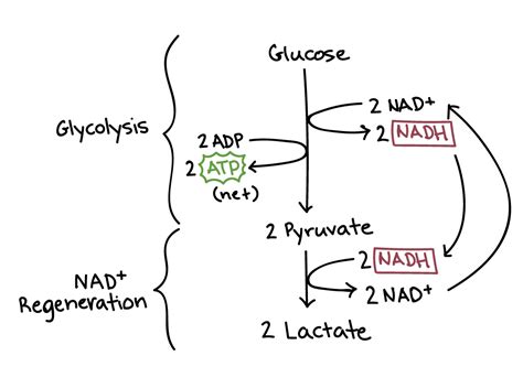 Ethanol Fermentation Equation