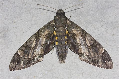 Hawk moths – Identification, Life Cycle, Facts & Pictures