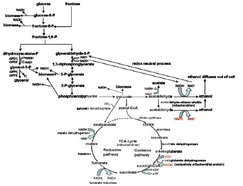 1 Schematic representation of NADH production in the cytoplasm and ...