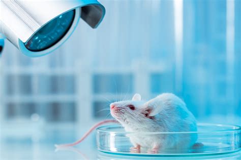 How Well Do Mouse Models Mimic Human Disease?