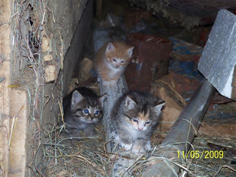 Barn Kittens