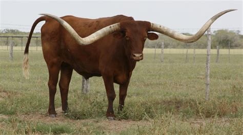 El Coyote Ranch Longhorn Steer and Cattle Breeding in Kingsville Texas ...