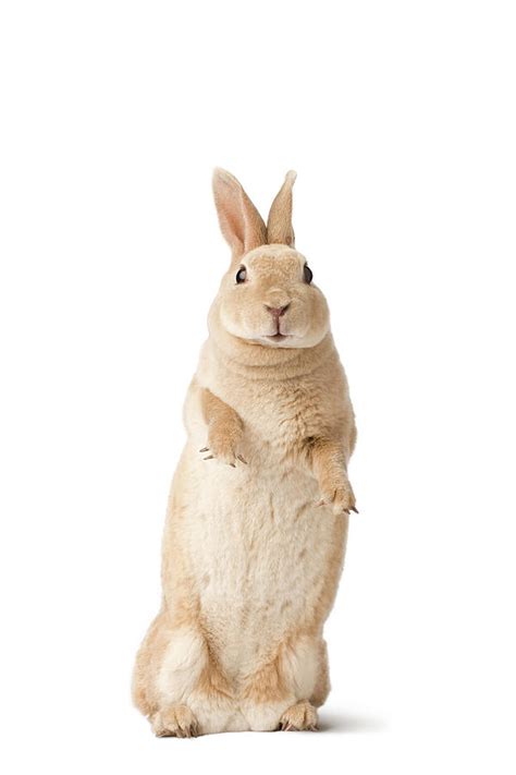 Studio Portrait Of A Mini Rex Rabbit Photograph by Michael Winokur - Pixels