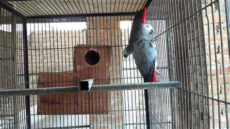 African Gray Parrot Breeding Farm | You bird Tv - YouTube