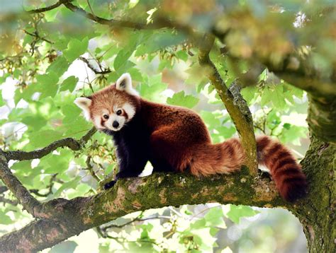 Red pandas may be two different species, raising conservation questions ...