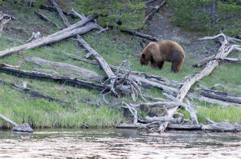 Yellowstone Wildlife 2 - PentaxForums.com