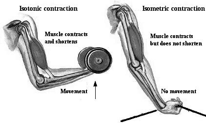 Isotonic contraction – Lancaster Glossary of Child Development