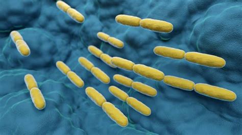 Lactobacillus delbrueckii subsp. bulgaricus – Bacillus Bulgaricus