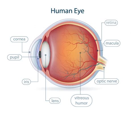 Anatomy » Spokane Eye Clinic