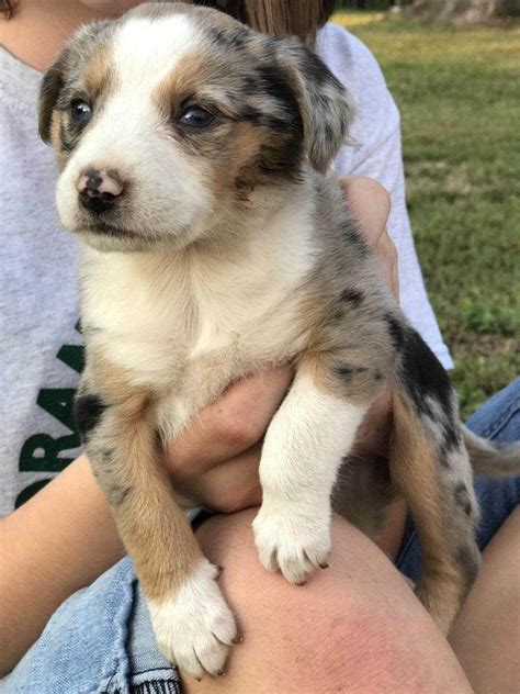 The Australian Shepherd Beagle Mix - Everything You Wanted To Know ...