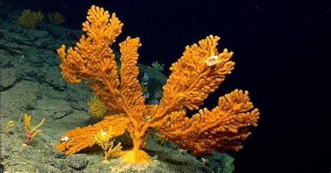 Beautiful deep sea corals aren't far from East Coast