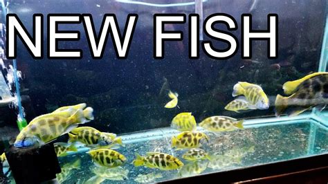 LOTS OF NEW FISH IN THE OHIO FISH RESCUE - YouTube