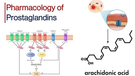 Synthesis of Prostaglandins, Prostanoid Receptors Primary Signaling ...