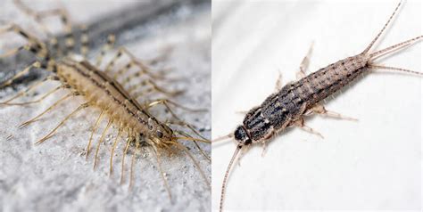 Is it a House Centipede or a Silverfish? Key Differences You Should ...