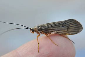 Caddisflies