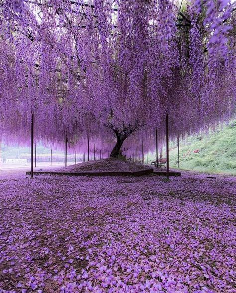 Wisteria Trees in Hyogo Japan #tree | Wisteria tree, Purple trees ...