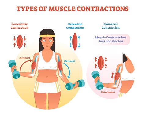 Isometric vs Isotonic Exercises: Benefits, Differences & Examples ...