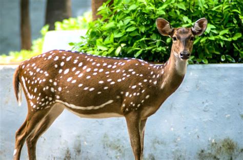 Guindy National Park Chennai, India | Best Time To Visit Guindy ...