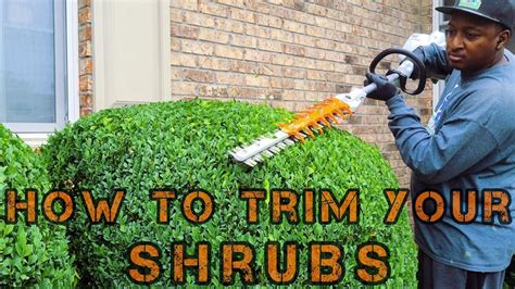 HOW to trim your Shrubs | FAST and EASY - YouTube