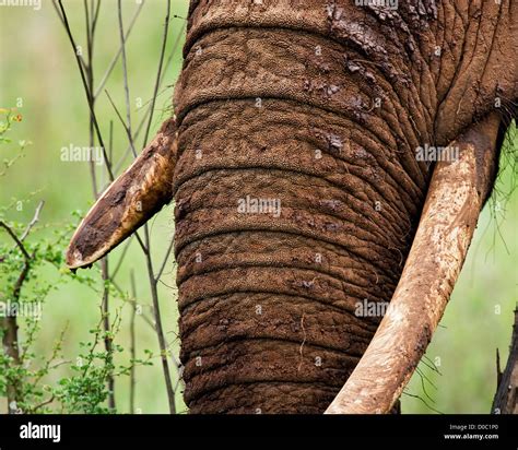 Female African Elephant's Tusks Stock Photo - Alamy