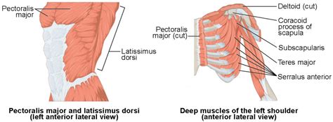 Muscles of the Pectoral Girdle and Upper Limbs | Anatomy and Physiology I