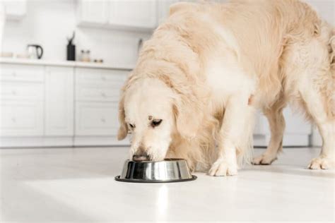 Bland Diet for Dogs: All You Need to Know | Great Pet Care