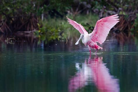 Animals Of The Florida Everglades - WorldAtlas