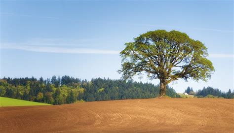 How to Identify a White Oak Tree | Sciencing